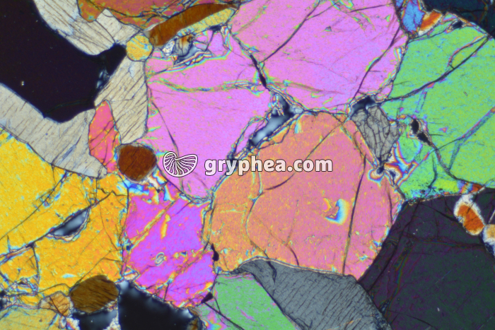 Péridotite LPA x10 - gryphea.com